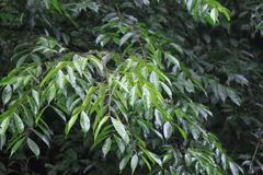 Prunus phaeosticta