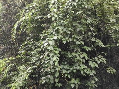 Actinidia latifolia