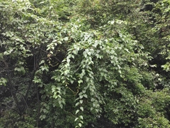 Actinidia latifolia