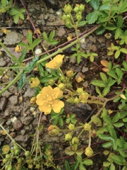 Potentilla kleiniana