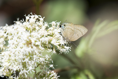 Rapala varuna formosana