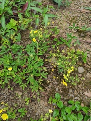 Potentilla kleiniana