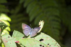 Rapala varuna formosana