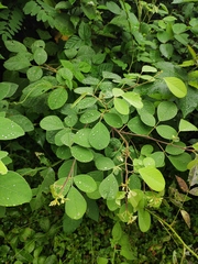 Lespedeza davidii