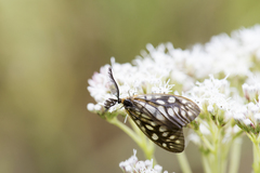 Agalope wangi