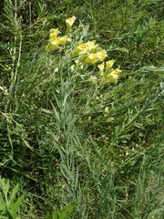 Linaria biebersteinii ruthenica