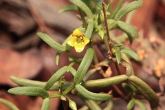 Roepera angustifolia