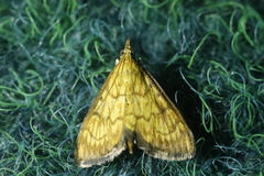Ecpyrrhorrhoe rubiginalis