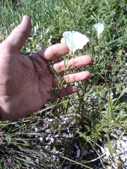 Convolvulus holosericeus