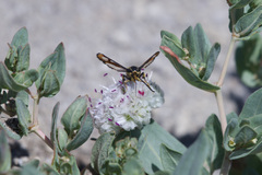 Synanthedon chrysidipennis