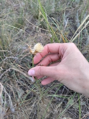 Pseudopodospermum strictum