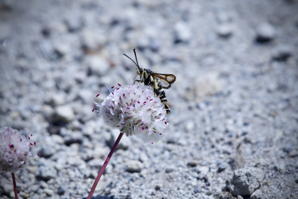 Knotweed Root Borer
