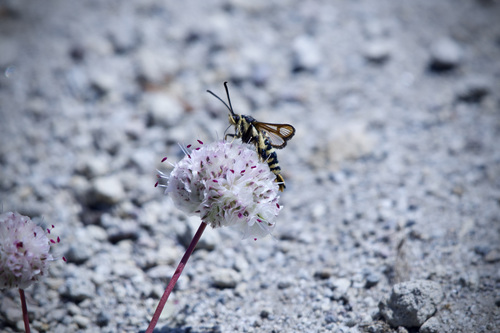 Knotweed Root Borer