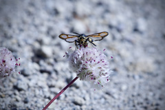 Synanthedon chrysidipennis