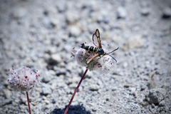 Synanthedon chrysidipennis