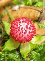 Potentilla hebiichigo