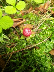 Potentilla hebiichigo