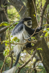 Colobus guereza gallarum