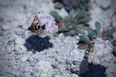 Synanthedon chrysidipennis