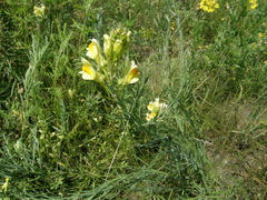 Linaria biebersteinii ruthenica