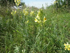 Linaria biebersteinii ruthenica