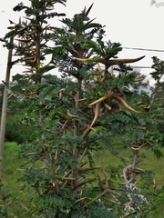 Vachellia cornigera