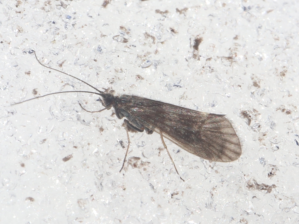 Apatania zonella