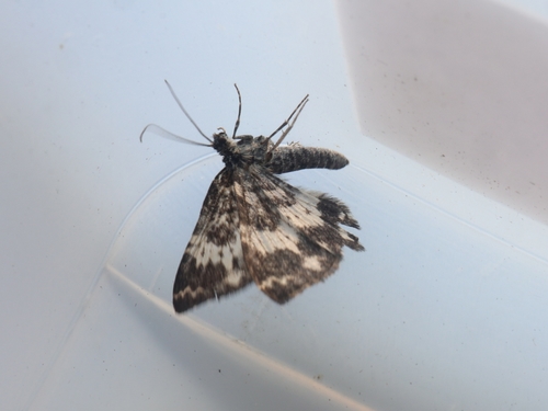 White-banded Black Moth photo 2