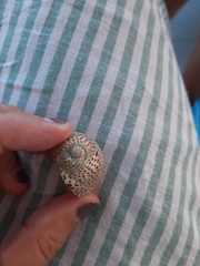 Naticarius stercusmuscarum