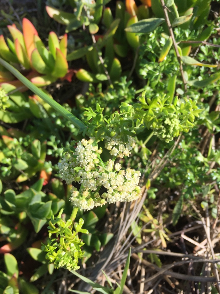 Chilean Celery