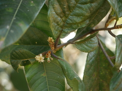 Symplocos macrophylla