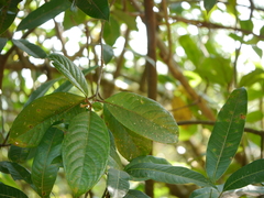 Symplocos macrophylla