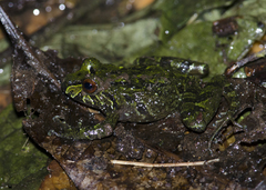 Serranobatrachus carmelitae