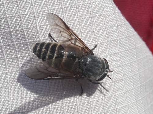 Hybomitra kaurii