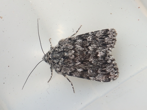 Sympistis heliophila