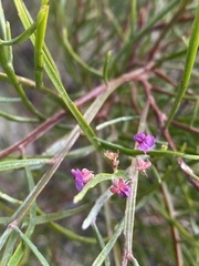 Jacksonia thesioides