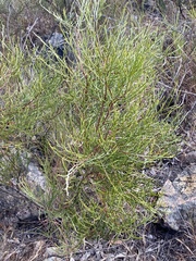 Jacksonia thesioides