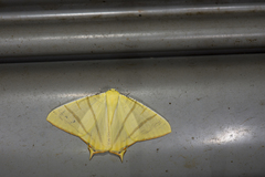 Ourapteryx sciticaudaria