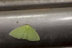 Tanaoctenia haliaria