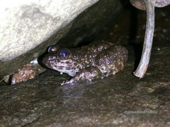 Limnonectes kuhlii