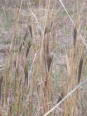 Dichanthium sericeum sericeum