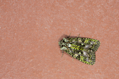 Euplexidia pallidivirens