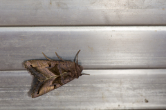 Phlogophora conservuloides