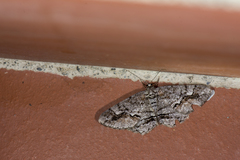 Rikiosatoa fucataria