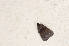 Hydrillodes torsivena