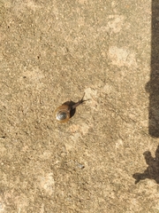 Ariophantidae