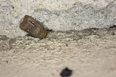 Athetis brunneolineosa