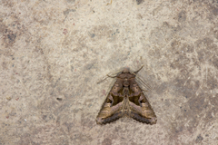 Phlogophora conservuloides