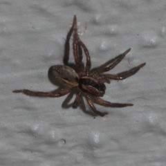Artoriopsis