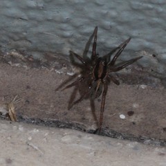 Artoriopsis
